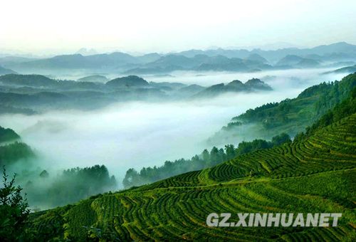 2015中国(贵州·遵义)国际茶文化节暨茶产业博览会开幕